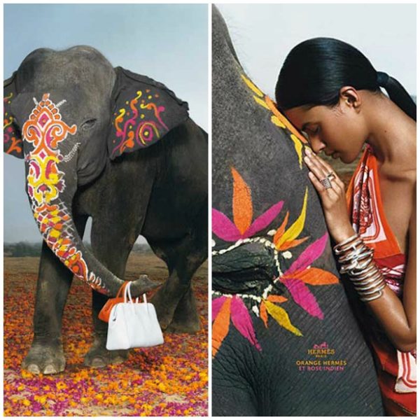 painted indian elephants